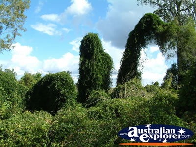 Greenery at Gympie Gate . . . CLICK TO VIEW ALL GYMPIE POSTCARDS