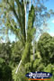 Gympie Gate Tall Trees