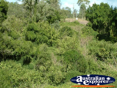 Gympie Gate Bushes and Shrubs . . . CLICK TO VIEW ALL GYMPIE POSTCARDS