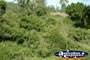 Gympie Gate Bushes and Shrubs