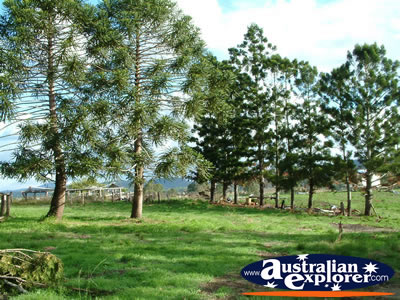 Gympie Gate's Line of Trees . . . CLICK TO VIEW ALL GYMPIE POSTCARDS