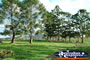 Gympie Gate's Line of Trees