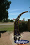 Barcaldine Park . . . CLICK TO ENLARGE