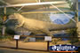 Dinosaur at Winton Corfield & Fitzmaurice Centre