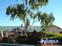 Barcaldine Tree of Knowledge . . . CLICK TO ENLARGE
