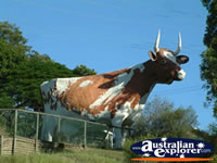 Nambour Cow . . . CLICK TO ENLARGE