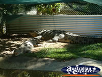 Croc Viewing Area at Johnstone River Croc Farm in Innisfail . . . CLICK TO ENLARGE