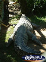 Close Up of Crocodile at Johnstone River Croc Farm . . . CLICK TO ENLARGE
