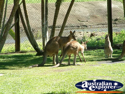 Kangaroo at Innisfail Johnstone River Croc Farm . . . CLICK TO VIEW ALL INNISFAIL POSTCARDS
