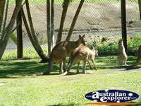 Kangaroo at Innisfail Johnstone River Croc Farm . . . CLICK TO ENLARGE