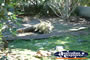 Large Crocodile at Innisfail Johnstone River Crocodile Farm . . . CLICK TO ENLARGE