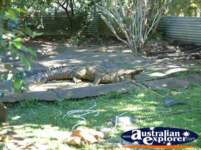 Innisfail Johnstone River Croc Farm Large Croc in Viewing Area . . . CLICK TO VIEW ALL INNISFAIL POSTCARDS