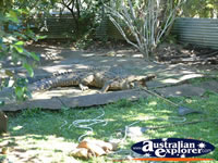 Innisfail Johnstone River Croc Farm Large Croc in Viewing Area . . . CLICK TO ENLARGE