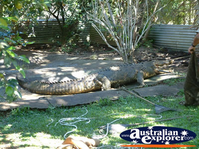 Innisfail Johnstone River Croc Farm Croc Viewing Area . . . CLICK TO VIEW ALL INNISFAIL POSTCARDS