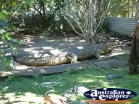 Innisfail Johnstone River Croc Farm Croc Viewing Area . . . CLICK TO ENLARGE
