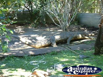 Large Crocodile at Johnstone River Croc Farm in Innisfail . . . CLICK TO VIEW ALL INNISFAIL POSTCARDS