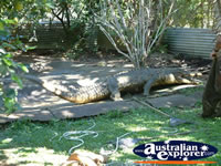 Large Crocodile at Johnstone River Croc Farm in Innisfail . . . CLICK TO ENLARGE