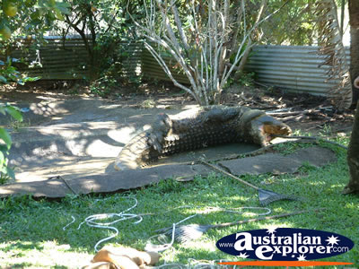 Hungry Croc at Johnstone River Croc Farm . . . VIEW ALL INNISFAIL PHOTOGRAPHS