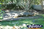 Large Crocodile at Johnstone River Croc Farm . . . CLICK TO ENLARGE