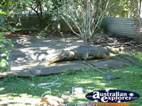 Large Crocodile at Johnstone River Croc Farm . . . CLICK TO ENLARGE