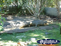 Viewing Area at Johnstone River Croc Farm in Innisfail . . . CLICK TO ENLARGE