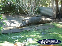 Viewing Area at Johnstone River Croc Farm . . . CLICK TO ENLARGE