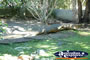 Innisfail Johnstone River Croc Farm Viewing Area . . . CLICK TO ENLARGE