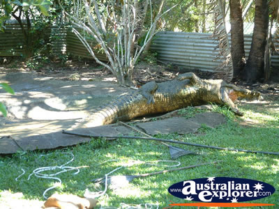 Innisfail Johnstone River Croc Farm Protected Area . . . CLICK TO VIEW ALL INNISFAIL POSTCARDS