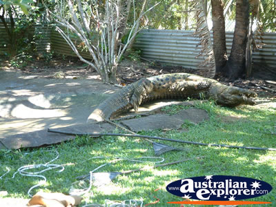View of Croc at Johnstone River Croc Farm . . . VIEW ALL INNISFAIL PHOTOGRAPHS