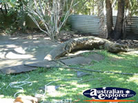 View of Croc at Johnstone River Croc Farm . . . CLICK TO ENLARGE