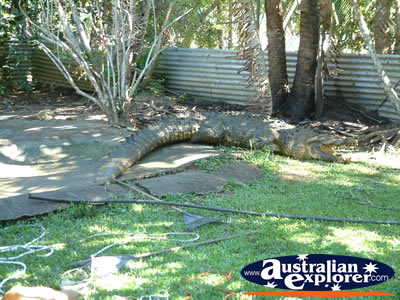 Barrierd Area at Johnstone River Croc Farm . . . CLICK TO VIEW ALL INNISFAIL POSTCARDS