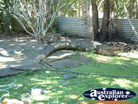 Barrierd Area at Johnstone River Croc Farm . . . CLICK TO ENLARGE