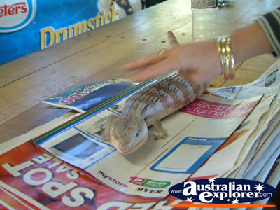 Innisfail Johnston River Croc Farm Blue Tongue . . . VIEW ALL INNISFAIL PHOTOGRAPHS