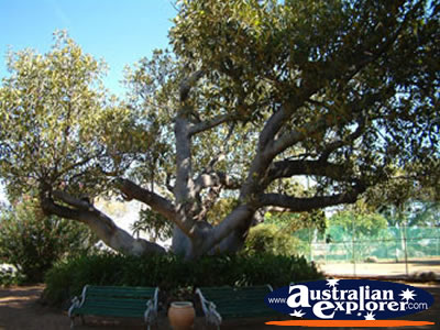 Large Tree in the Dalby Jimbour House Grounds . . . CLICK TO VIEW ALL DALBY POSTCARDS