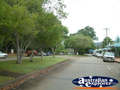 Atherton Street Trees . . . VIEW ALL YUNGABURRA PHOTOGRAPHS