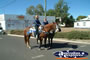Chinchilla Pony Express . . . CLICK TO ENLARGE