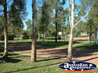 Roma Aussie Tourist Park Trees . . . CLICK TO ENLARGE