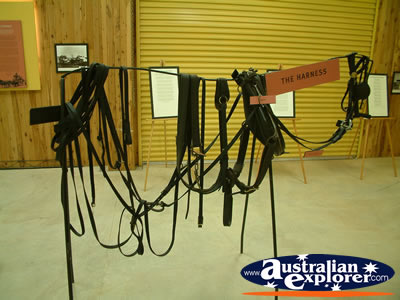 Surat Cobb & Co Changing Station Harnesses . . . CLICK TO VIEW ALL SURAT POSTCARDS