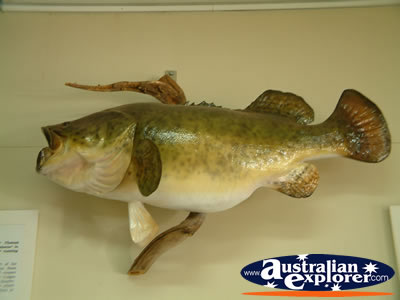 Fish at Surat Cobb & Co Changing Station . . . VIEW ALL SURAT PHOTOGRAPHS