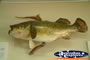 Fish at Surat Cobb & Co Changing Station
