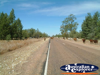 Cattle on the Road to Nindigully Pub from St George . . . VIEW ALL ST GEORGE PHOTOGRAPHS