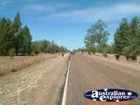 Cattle on the Road to Nindigully Pub from St George . . . CLICK TO ENLARGE