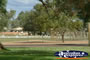 Shot of Cunnamulla Cockatoos in Park . . . CLICK TO ENLARGE