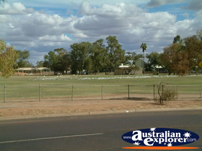 Cunnamulla Cockatoos on the grass in the Park . . . CLICK TO VIEW ALL CUNNAMULLA POSTCARDS