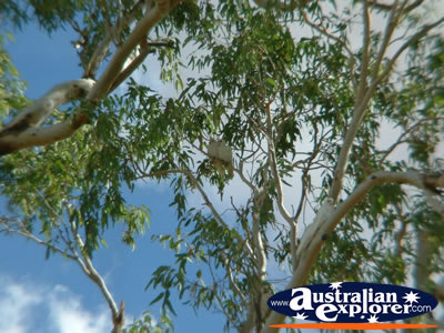 Cunnamulla Cockatoos in a tree . . . CLICK TO VIEW ALL CUNNAMULLA POSTCARDS