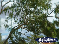 Cunnamulla Cockatoos perched in a tree . . . CLICK TO ENLARGE