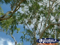 Cunnamulla Cockatoos in a tree . . . CLICK TO ENLARGE