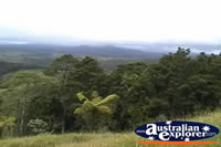 Millaa Millaa Lookout Forestry . . . CLICK TO ENLARGE