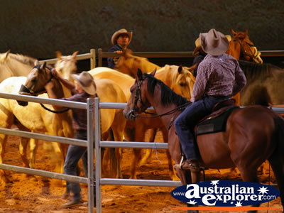 Australian Outback Spectacular Horses in Pen . . . VIEW ALL AUSTRALIAN OUTBACK SPECTACULAR PHOTOGRAPHS
