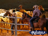 Australian Outback Spectacular Horses in Pen . . . CLICK TO ENLARGE